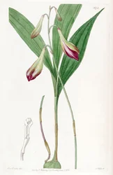 Bletia purpurata